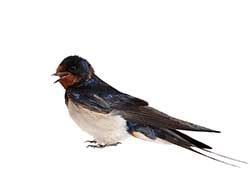 swallows traduction|swallows in french.